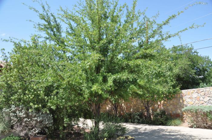 Plant photo of: Quercus virginiana