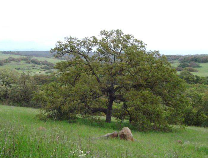 Engelmann Oak