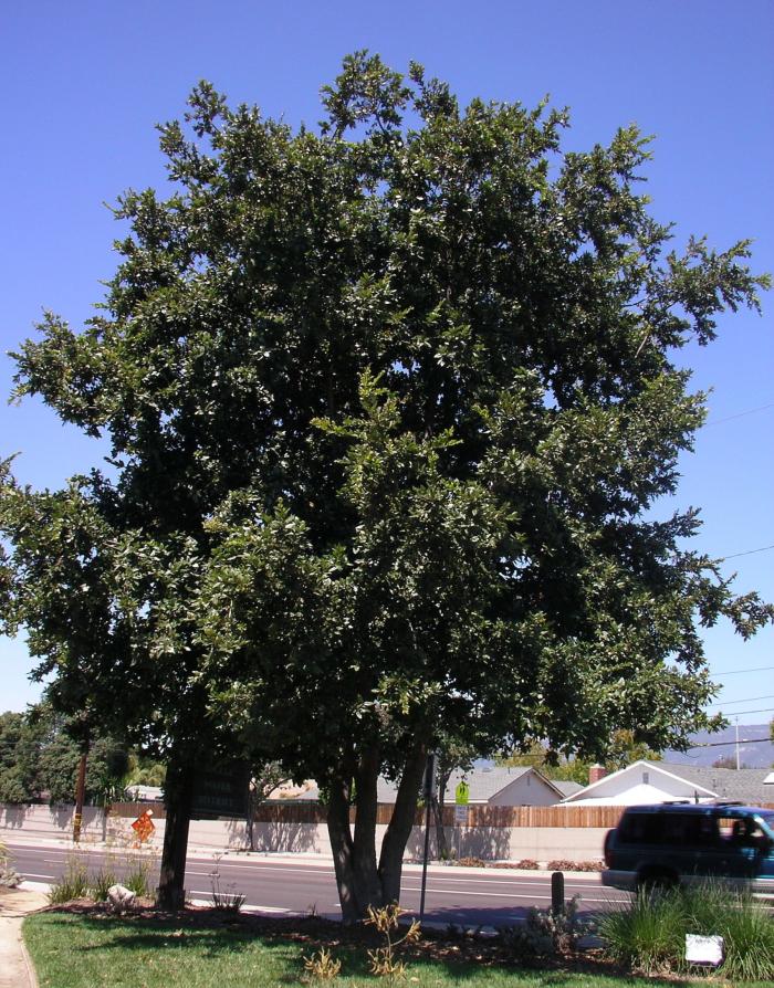 Island Oak