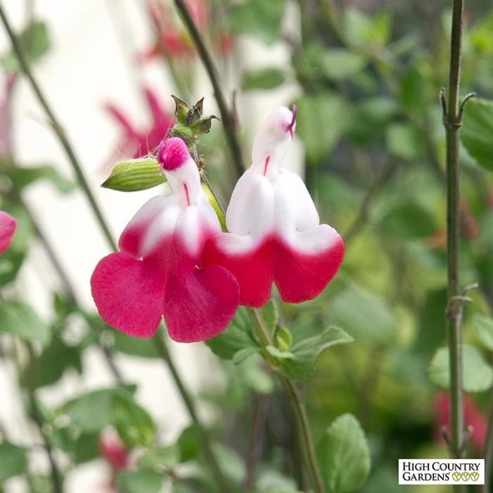 Plant photo of: Salvia 'Hot Lips'