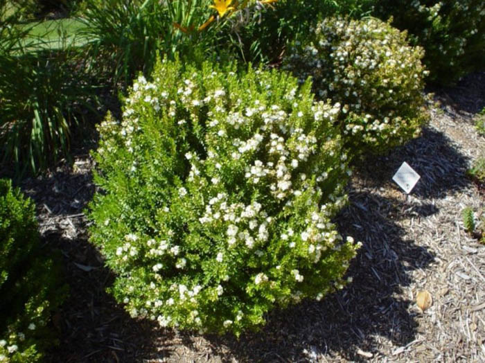 Myrte commun de Tarente – Myrtus communis tarentina, arbuste persistant compact et parfumé