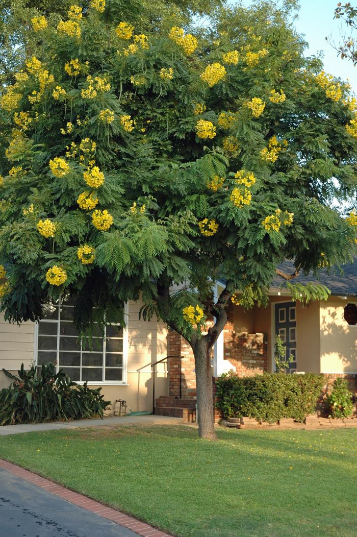 Plant photo of: Cassia leptophylla