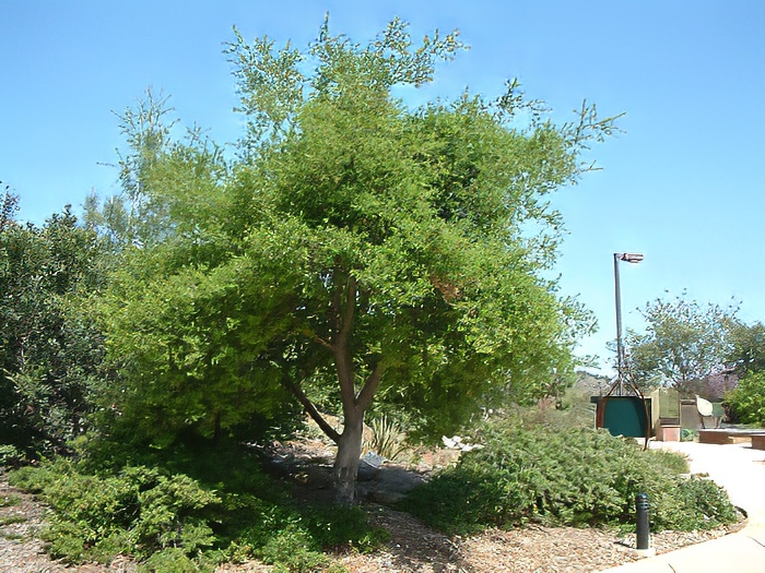 Soapbark Tree