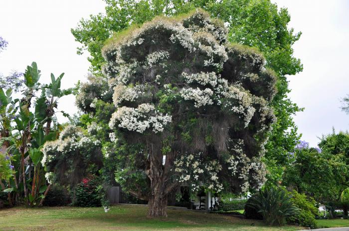 Flaxleaf Paperbark