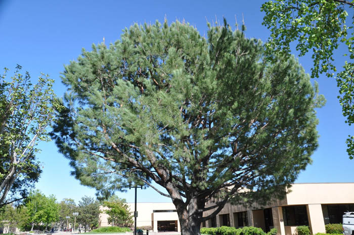 Plant photo of: Pinus pinea