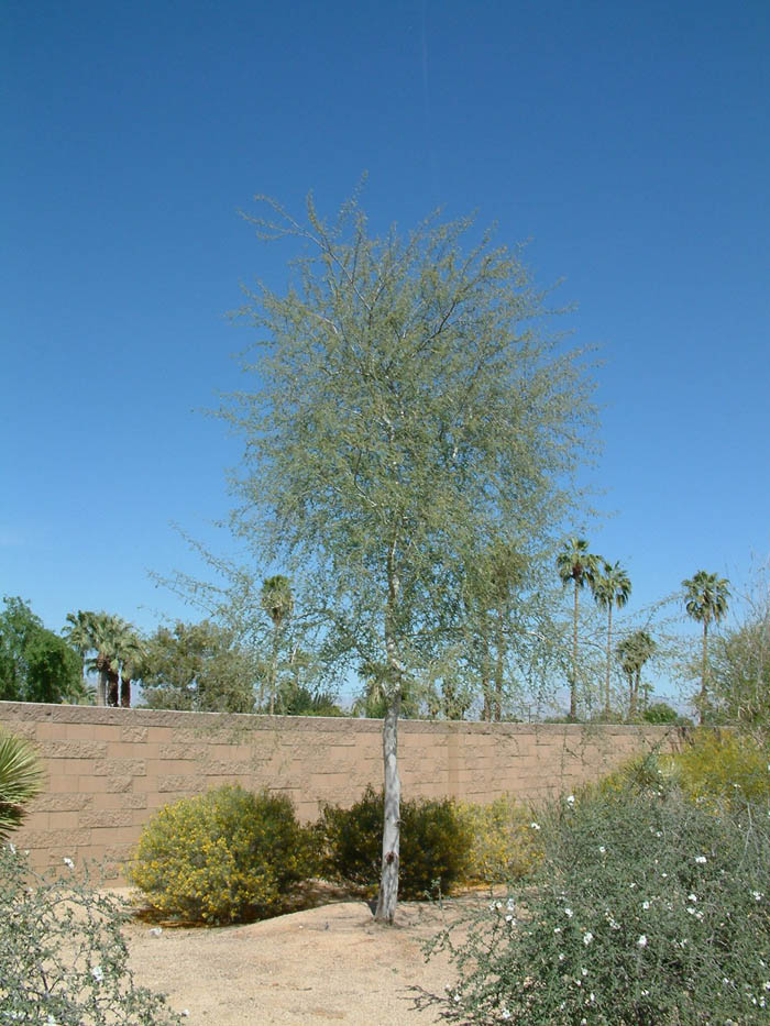 Quercus ilex