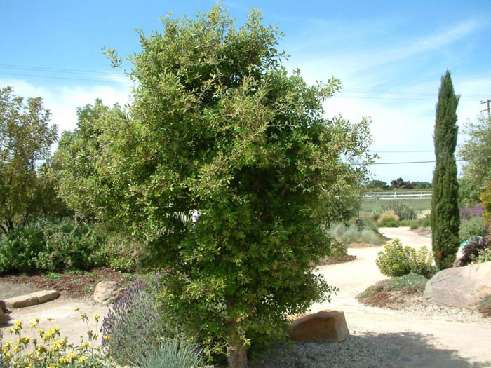 Plant photo of: Quercus suber