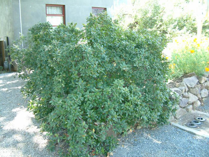 Plant photo of: Frangula californica